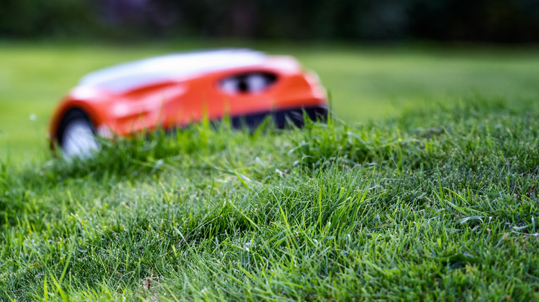 patchy grass with robot lawn mower in background