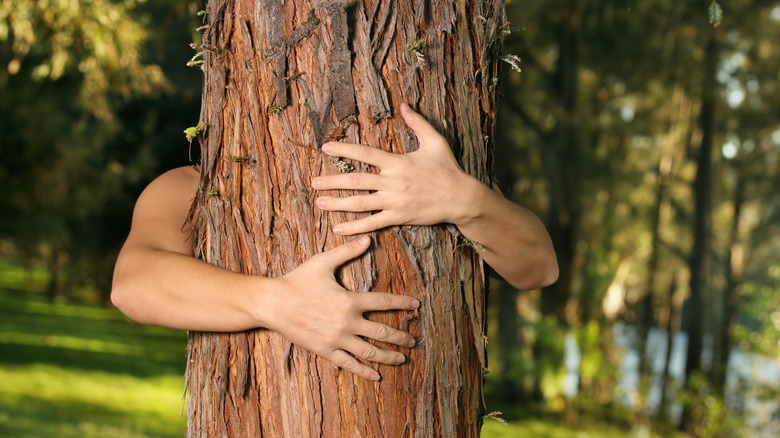 Person hugging a tree in the woods