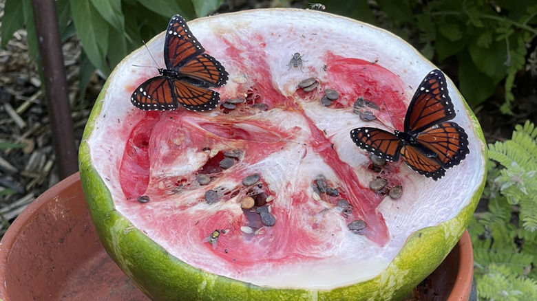 Two butterflies on a watermelon