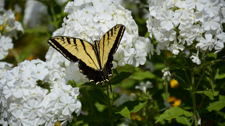 Swallowtail butterfly on white flowers