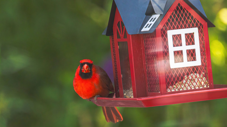 A male cardinal sitting at a red barn-style bird feeder