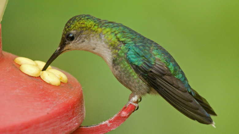 Hummingbird at feeder