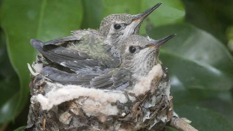 Hummingbirds in nest