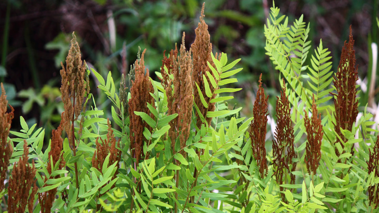 cinnamon ferns in garden