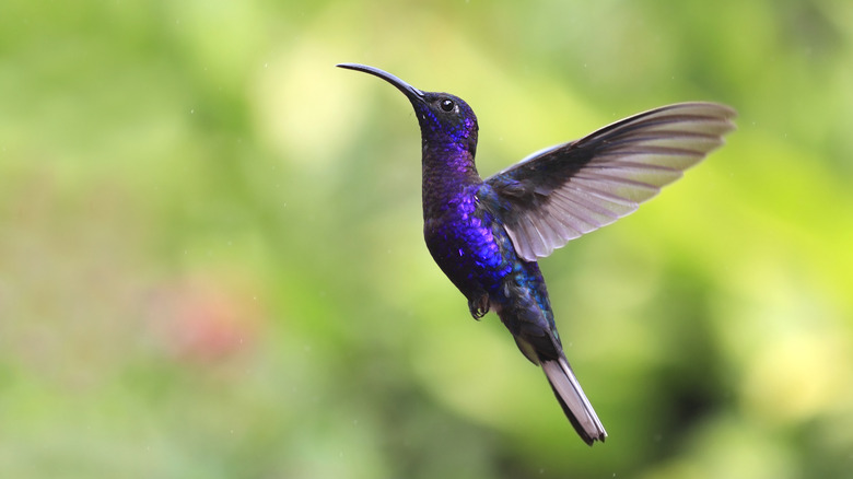 Purple hummingbird flying