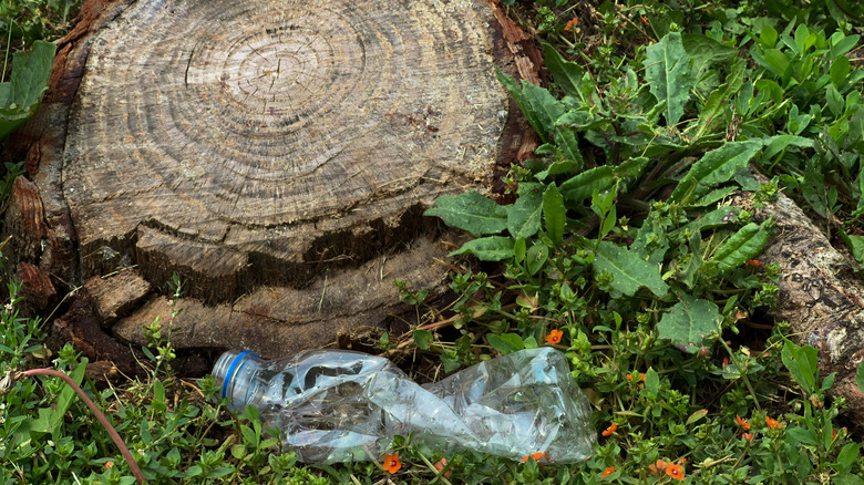 Empty water bottle in woods next to tree stump