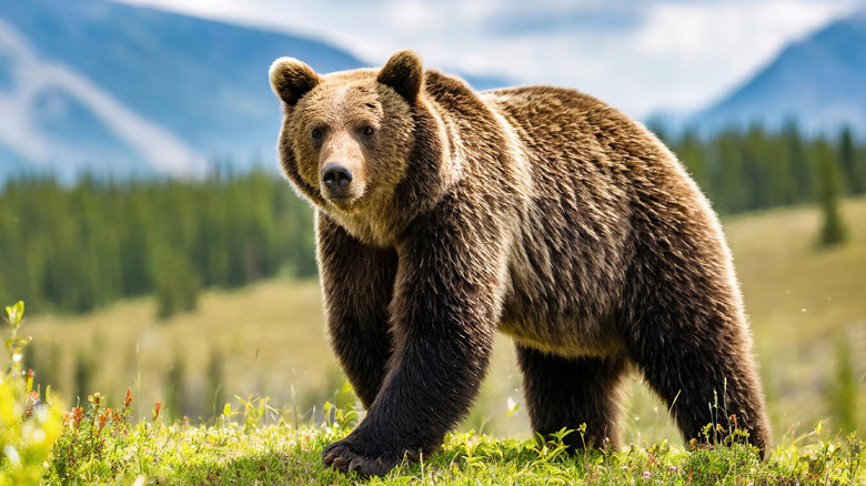 Grizzly bear walking through sunny field