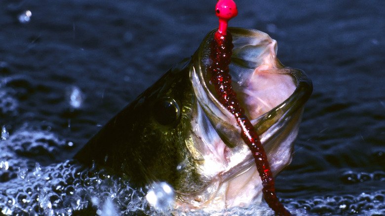 Largemouth bass caught on lure 