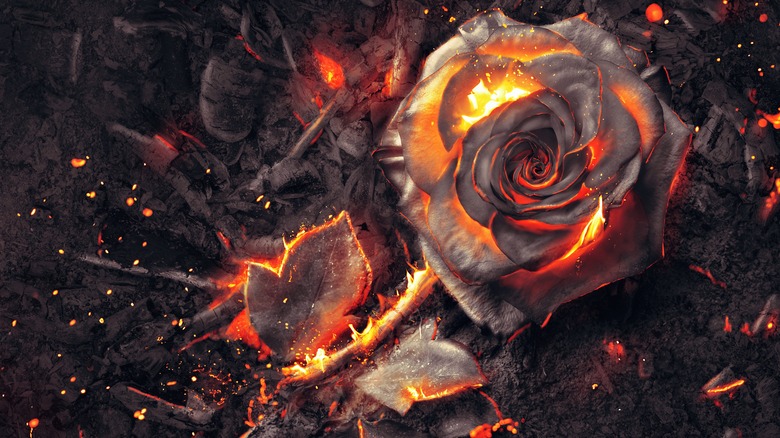 Hot embers of a rose in the ground