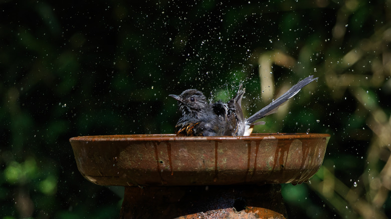 Bird bathing in a brown bird bath