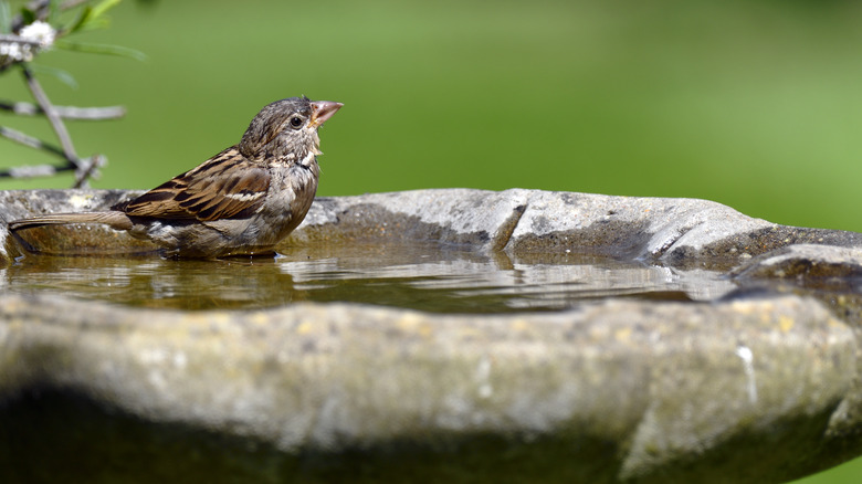 Bird in a slightly dirty bird bath