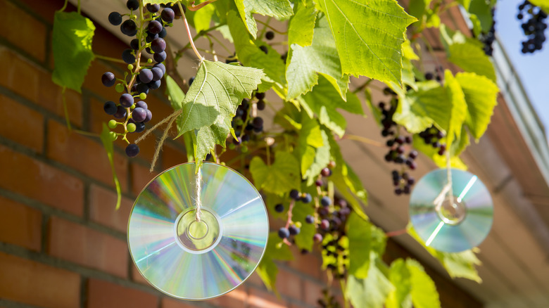 CDs hung on grape vines