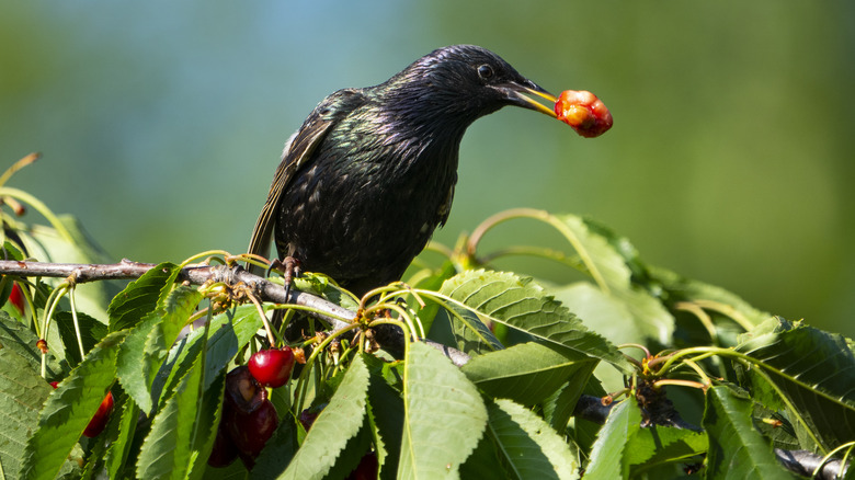 Starling eating fruits from a cherry tree