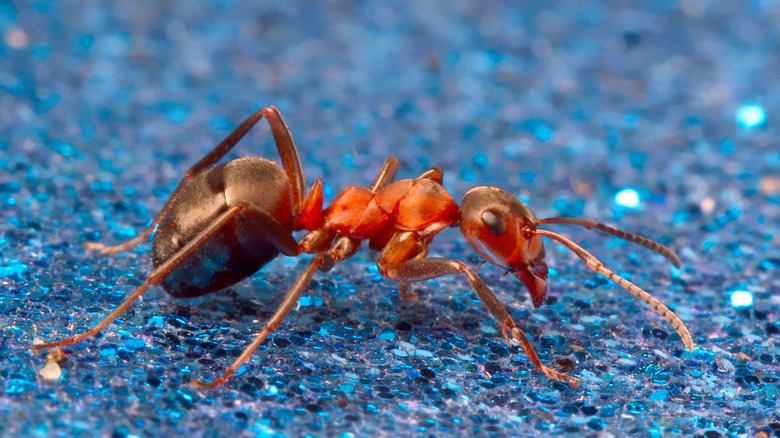 Ant in pool