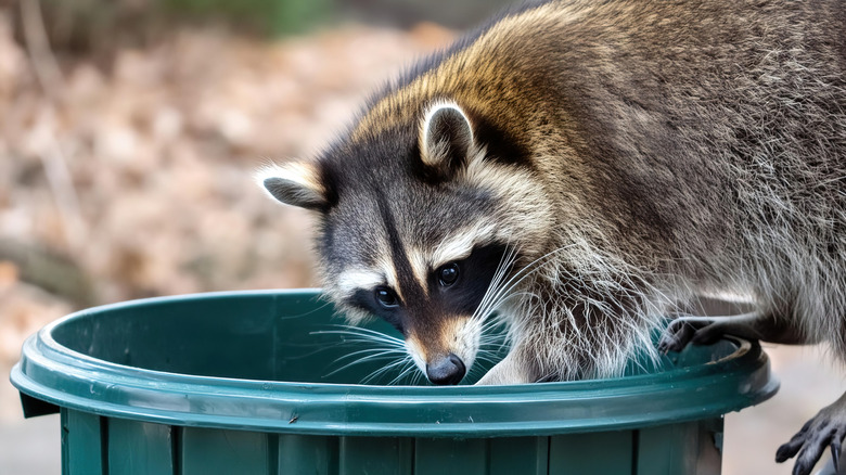 Raccoon with hands in trash