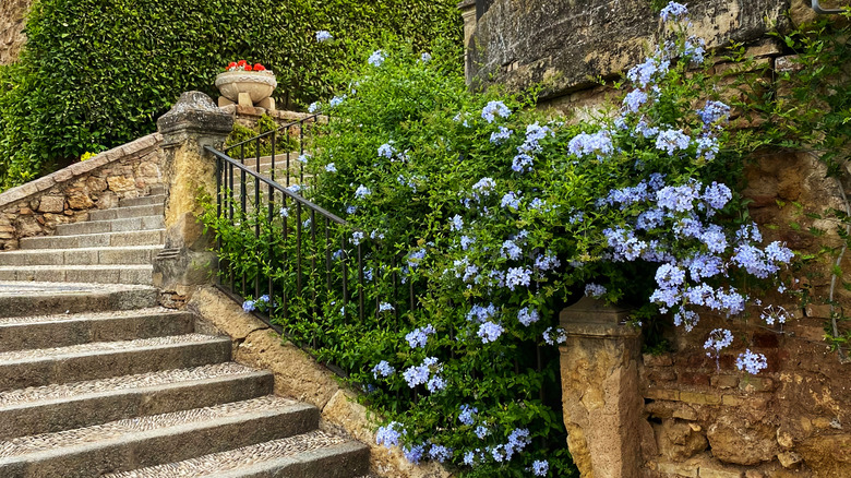 Plumbago bush near stairs