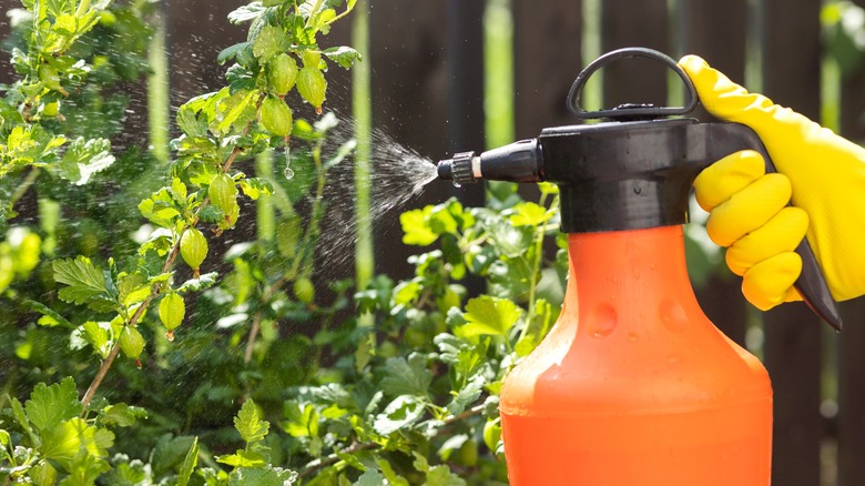 Person spraying plants