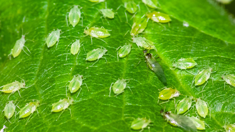 Aphids on a leaf