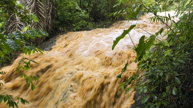 Running water in the jungle