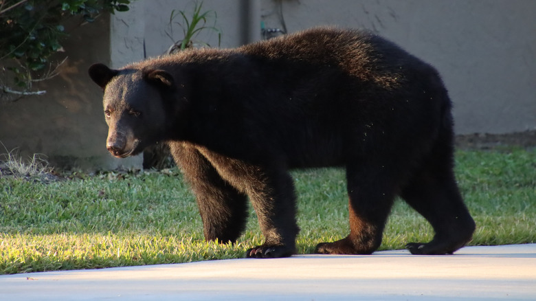 Bear in residential neighborhood