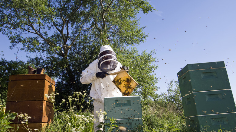 beekeeper and bee hives