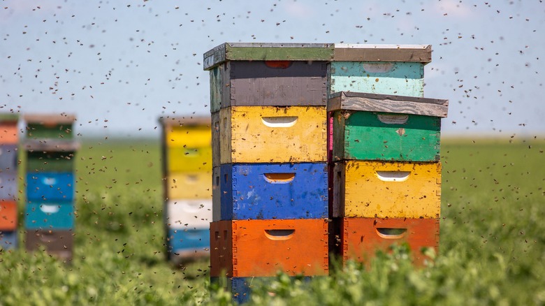 bee hives in an open field