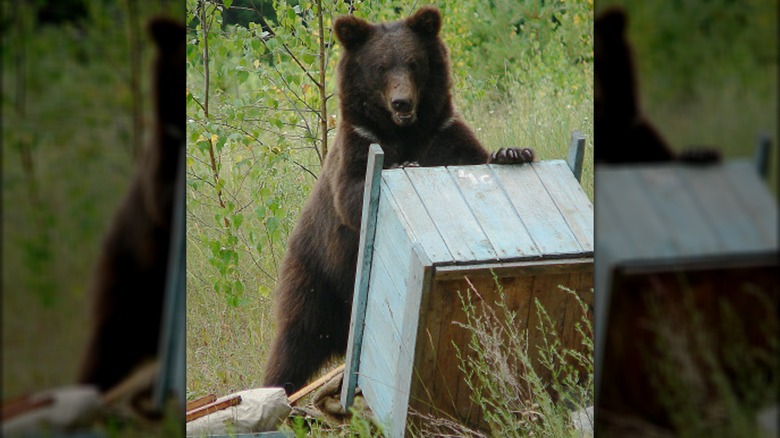 Bear getting into a beehive