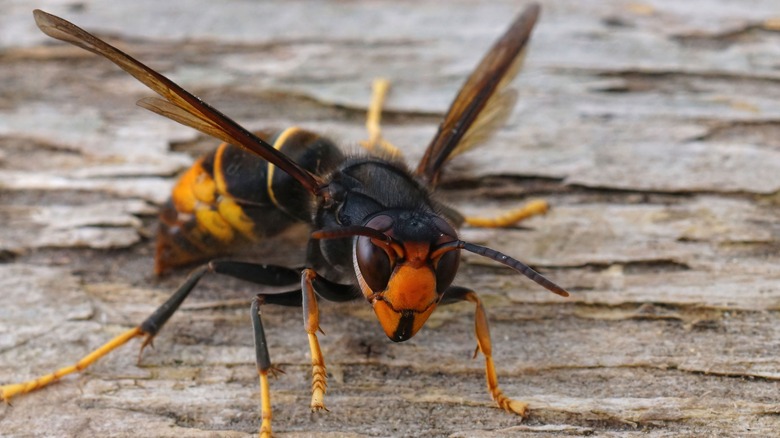A hornet on a piece of wood