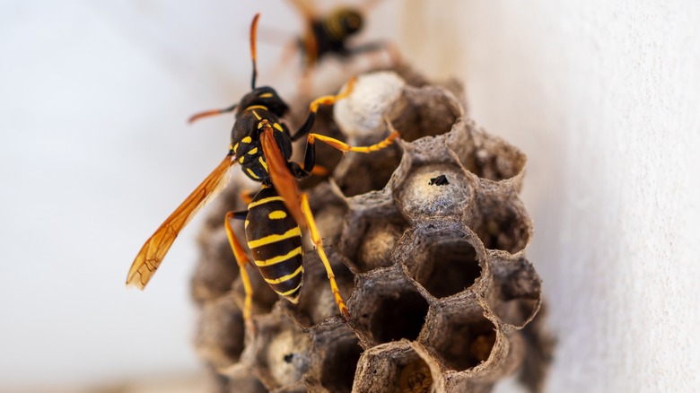 a hornet on a nest
