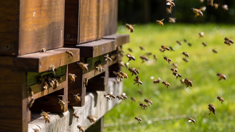 bees buzzing outside a hive
