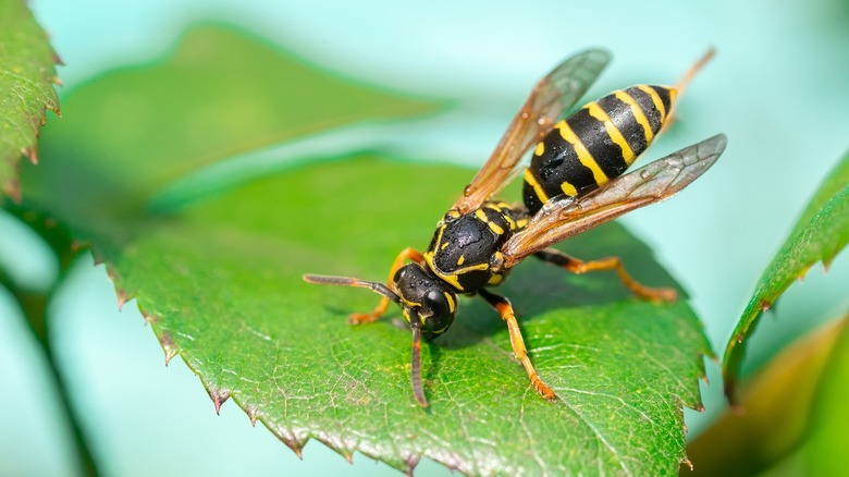 a wasp on a green leaf