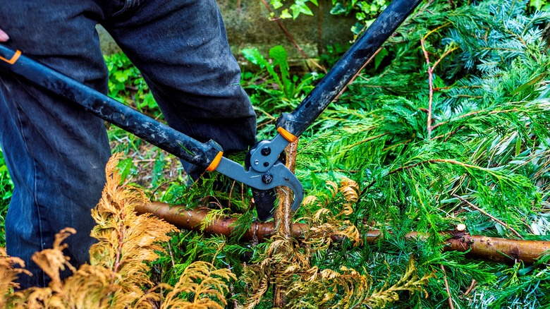 Man using loppers to trim overgrowth 