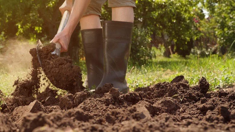 Gardener digging with a garden spade 