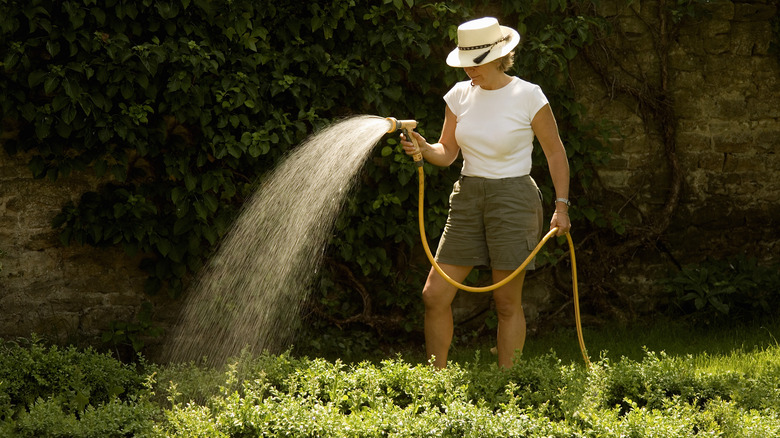 Female in white hat watering garden 