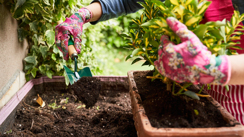 Gardener using towel to transplant earth 