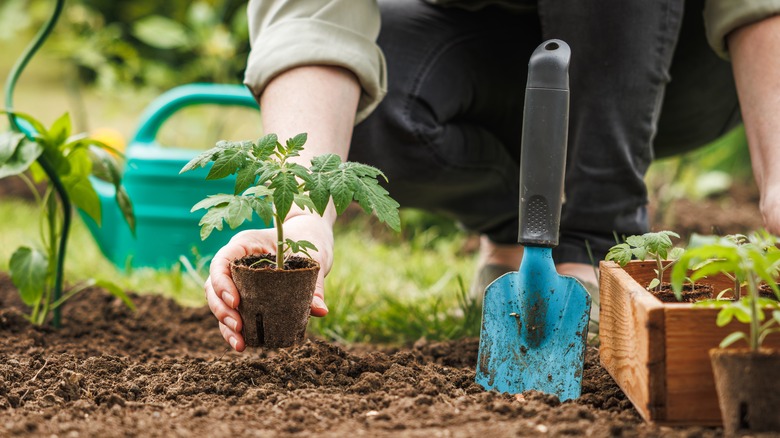 Gardener with trowel and tomato plant