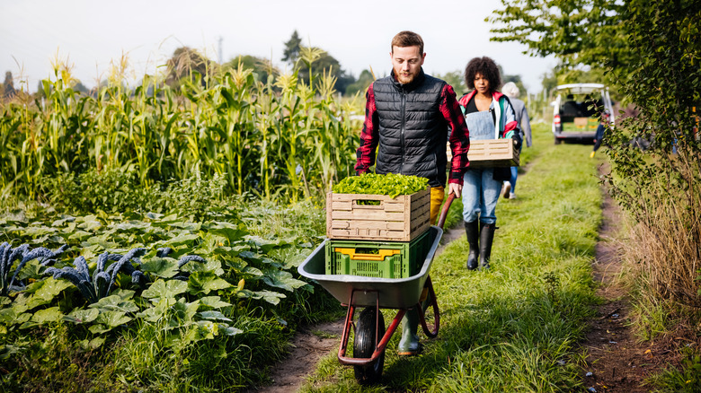 Farmer transporting crops with wheelbarrow