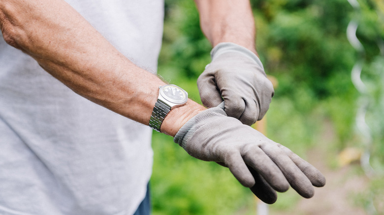 Male gardener putting on gloves 