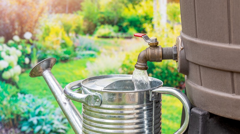 Filling water can with water from rain barrel 