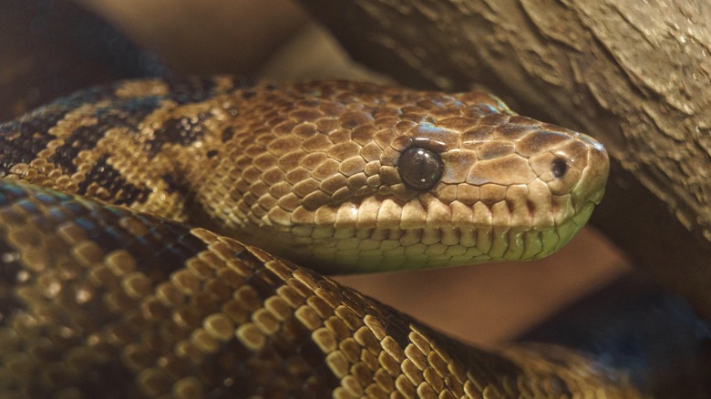 Close-up of a Cuban boa