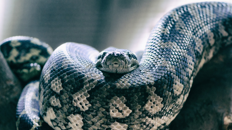 Cuban boa staring ahead