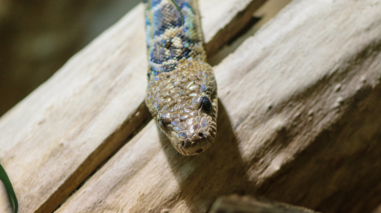 Cuban boa moving across tree