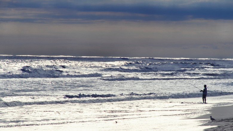 surf fishing cape hatteras national seashore