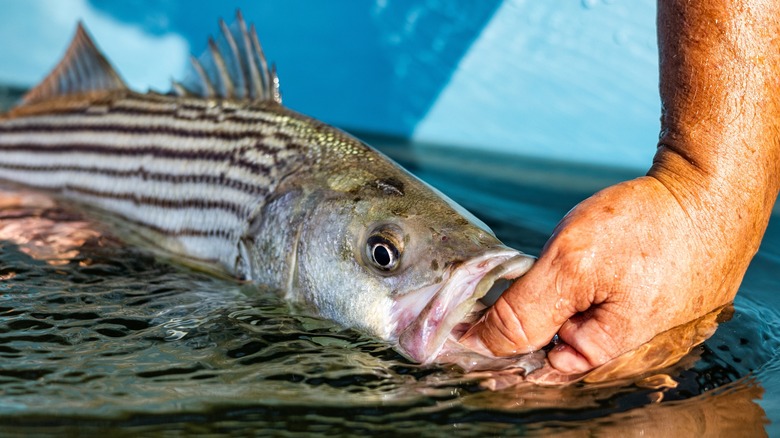 releasing striped bass