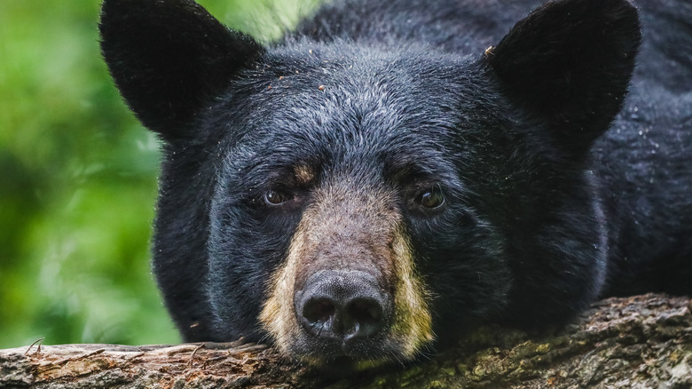 black bear resting its head on a log