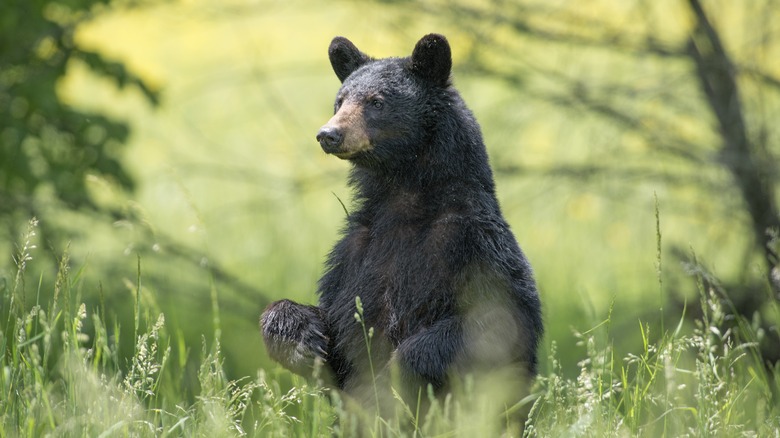 black bear sitting upright in a forest