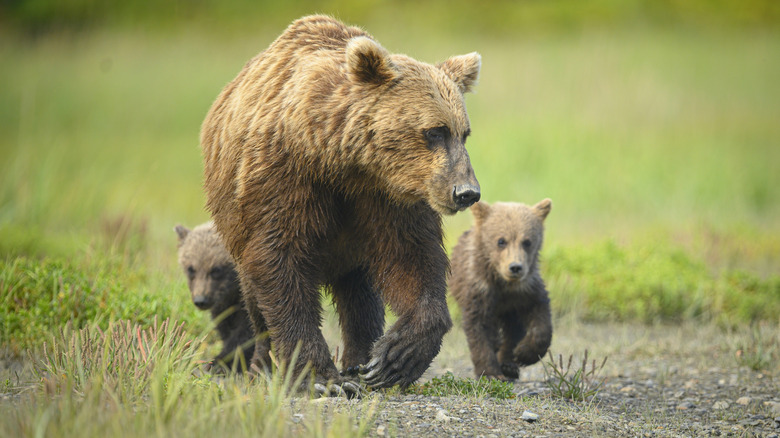 Brown bear walking with cubs