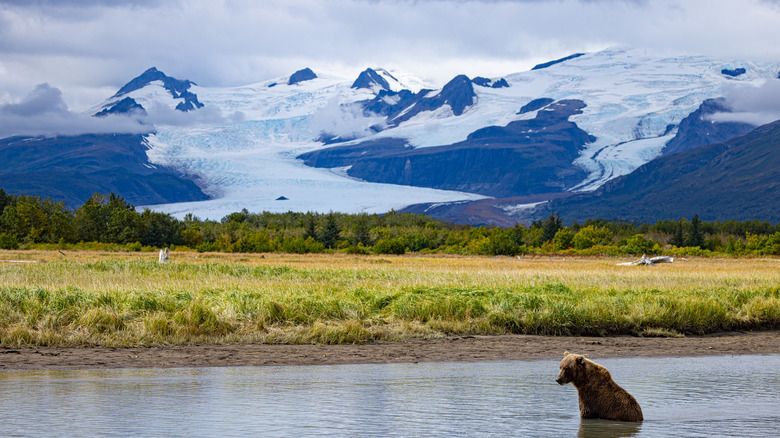 Bear in the water near Alaskan trail