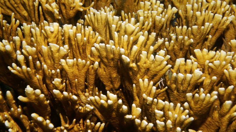 branching fire coral