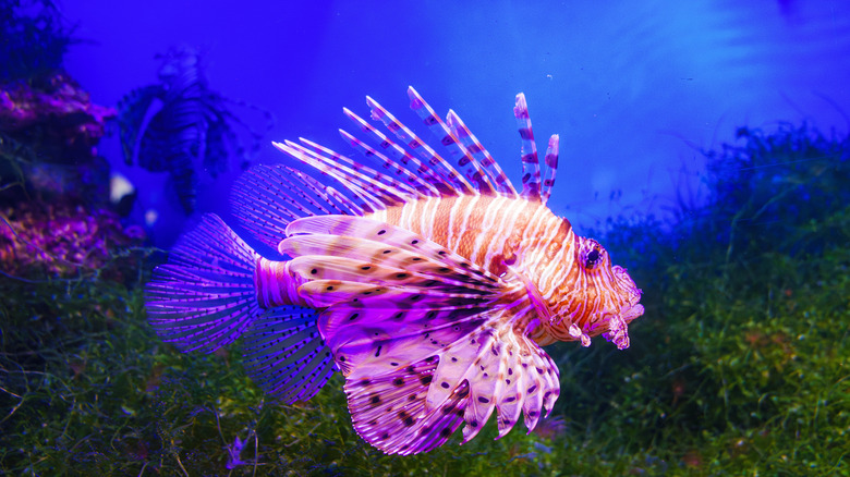 lionfish swimming